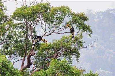 Vườn quốc gia Cát Tiên nỗ lực đạt chứng nhận Danh lục Xanh IUCN