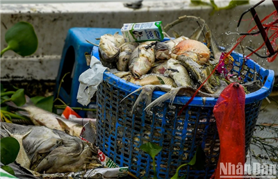 Xác định nguyên nhân sơ bộ hiện tượng cá chết tại hồ Tây