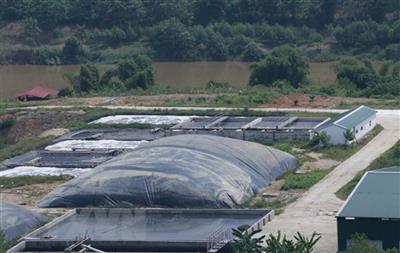 Yên Bái: Trang trại lợn công nghệ cao gây ô nhiễm, người dân bức xúc