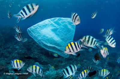 Ám ảnh rác thải nhựa đại dương và WWF kêu gọi cộng đồng chung tay