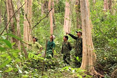 Nỗ lực giữ “lá phổi” xanh cho Tây Nguyên