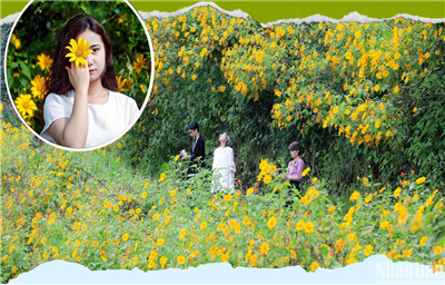 Thung thăng mùa hoa vàng trong nắng lạnh