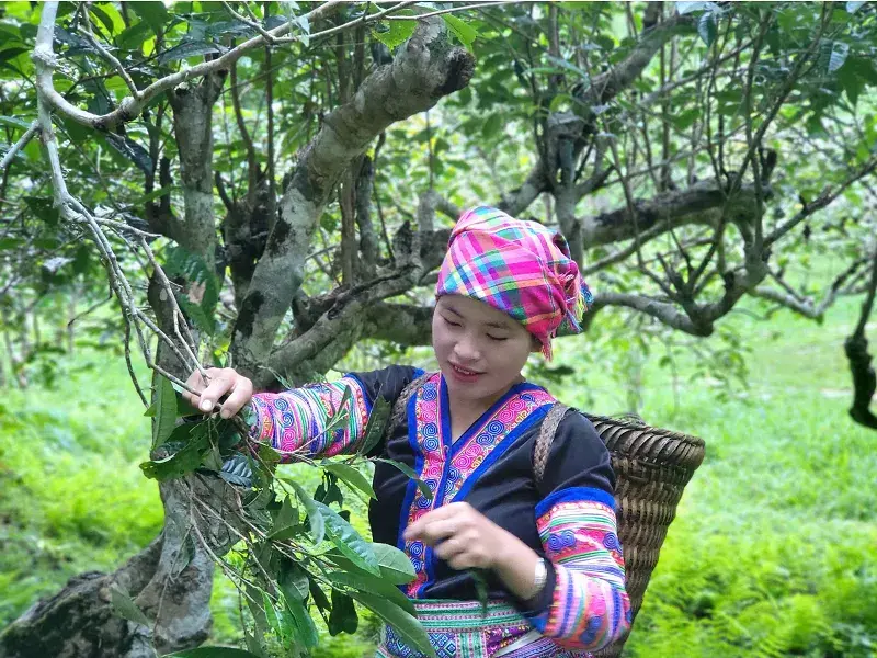 Vẻ đẹp huyền thoại của vườn chè Shan tuyết cổ thụ Suối Giàng