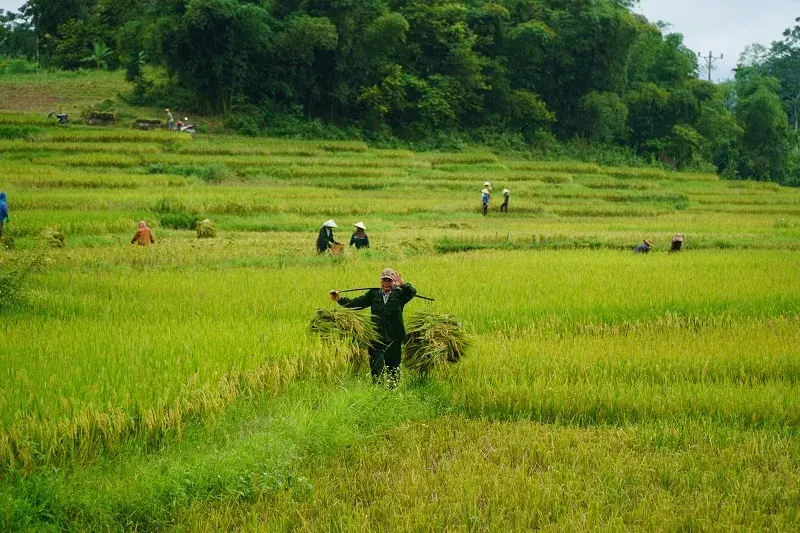 Chạy bão trên những thửa ruộng bậc thang