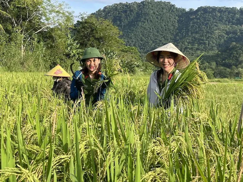 Công an xã Cẩm Thạch “xuống đồng” giúp Nhân dân thu hoạch lúa tránh bão số 9 - Ragasa