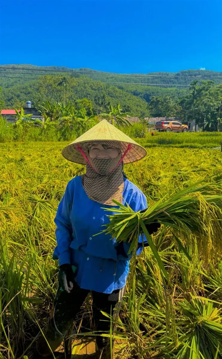 Các địa phương chủ động thu hoạch lúa, bảo vệ hoa màu trước bão số 9