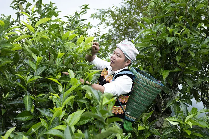 Du lịch cộng đồng với hương sắc chè Shan tuyết, câu chuyện từ ngôi nhà Giàng A Dê ở Suối Giàng
