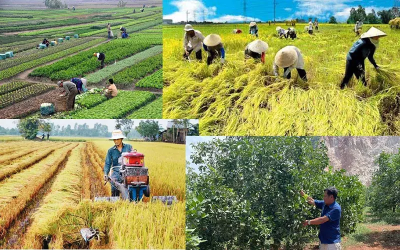 Xã Vân Đình sau hợp nhất: Hội Nông dân làm nòng cốt trong xây dựng nông thôn mới, phát triển kinh tế nông nghiệp