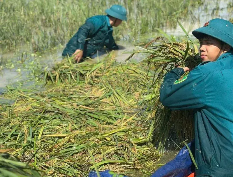 Hà Nội khẩn trương khắc phục hậu quả bão số 10, ổn định sản xuất nông nghiệp