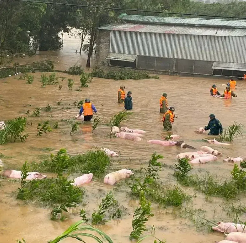 Thiên tai đi qua, khó khăn bủa vây người nông dân xứ Nghệ