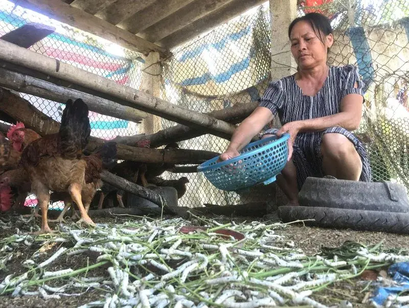 Dâu ngập nước, tằm đói - Người dân đối mặt với thất bát nghề nuôi tằm