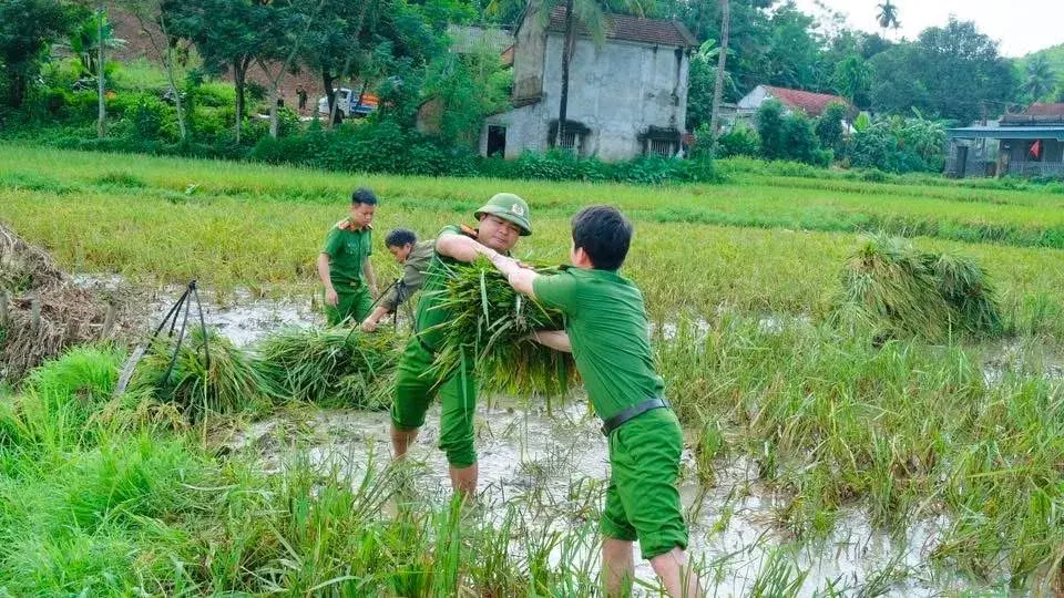Chủ động thu hoạch lúa, bảo vệ hoa màu: Giảm thiểu thiệt hại trước bão số 9