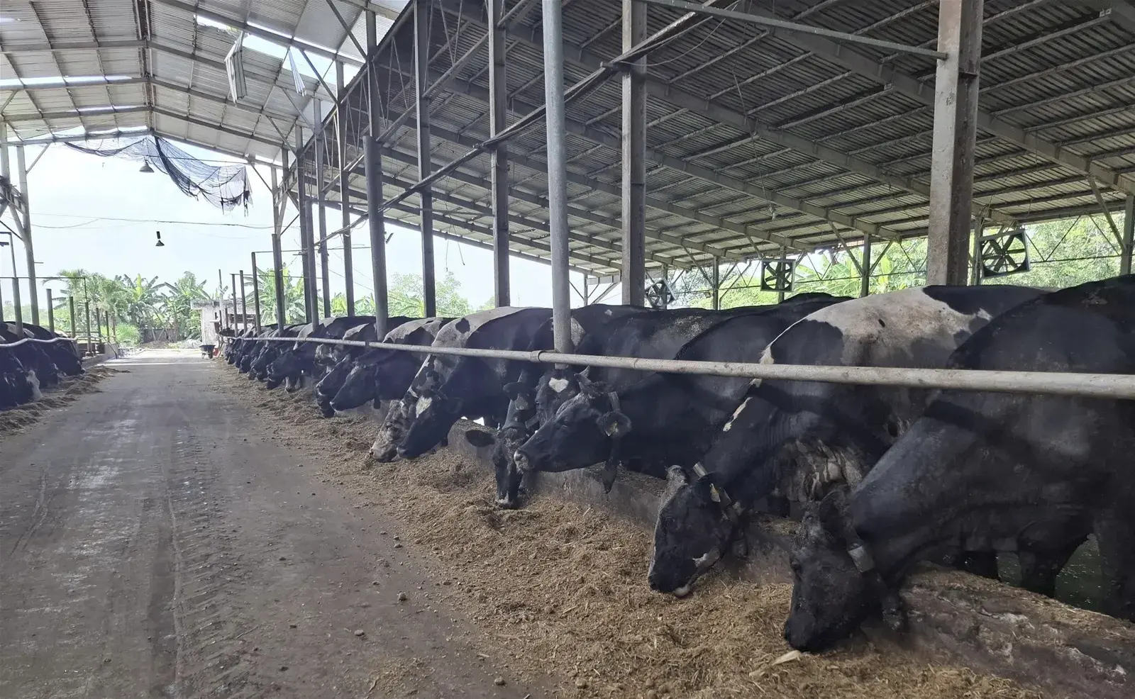 Khôi phục và làm mới đàn bò sữa Thành phố Hồ Chí Minh