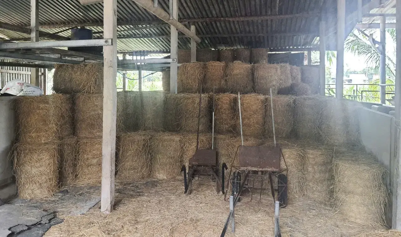 Khôi phục và làm mới đàn bò sữa Thành phố Hồ Chí Minh