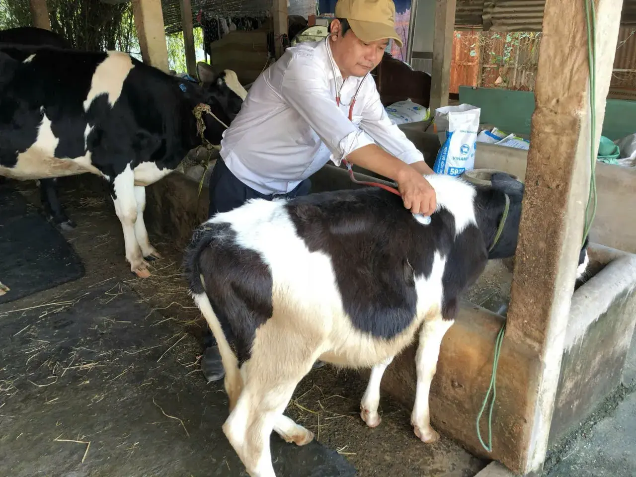 Khôi phục và làm mới đàn bò sữa Thành phố Hồ Chí Minh