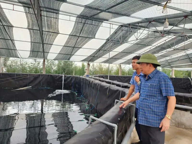 Nuôi tôm công nghệ 3 giai đoạn: Giải pháp nâng cao năng suất và chất lượng