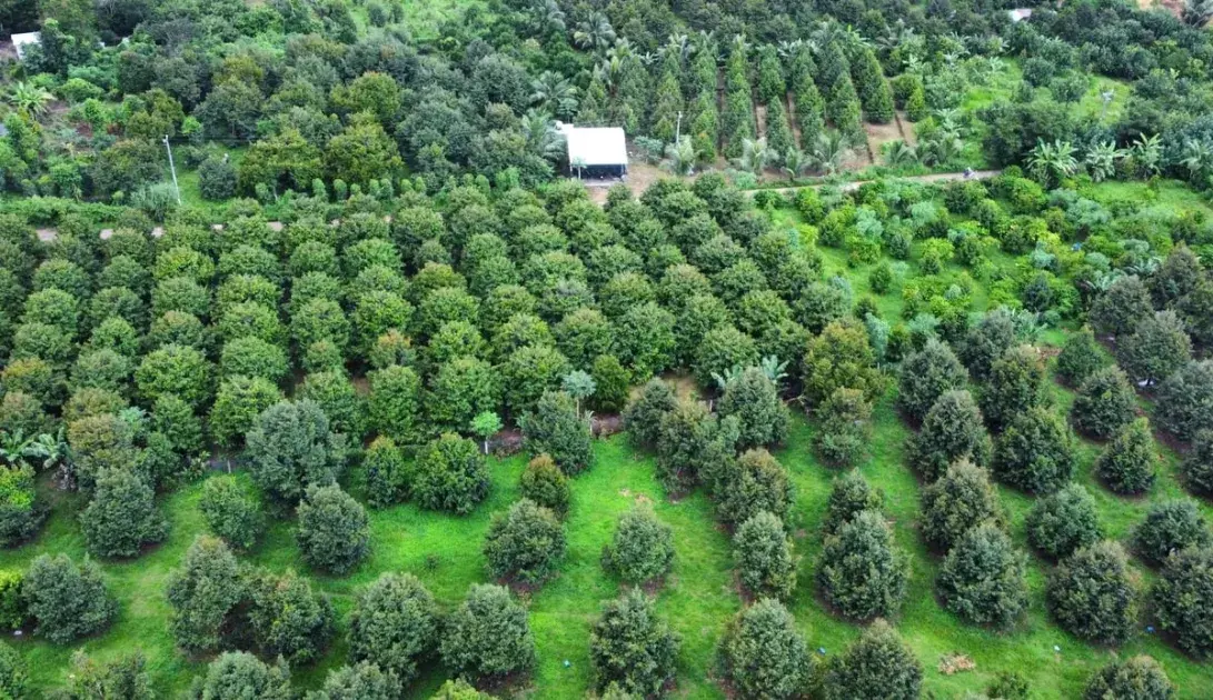 Chính phủ ban hành Nghị quyết  đơn giản hóa thủ tục hành chính về mã số vùng trồng, cơ sở đóng gói