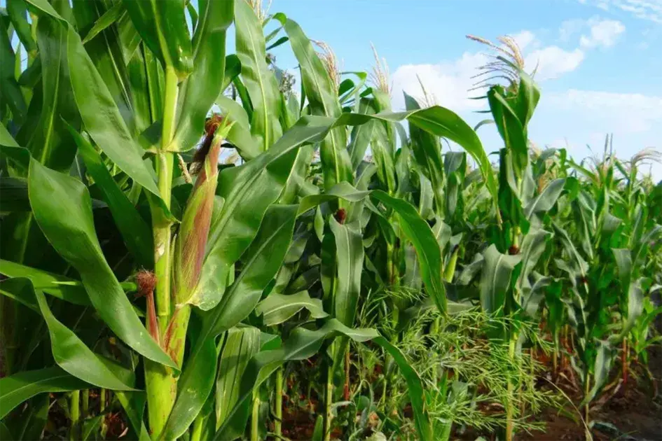 Phát triển vùng nguyên liệu sản xuất nhiên liệu sinh học bền vững