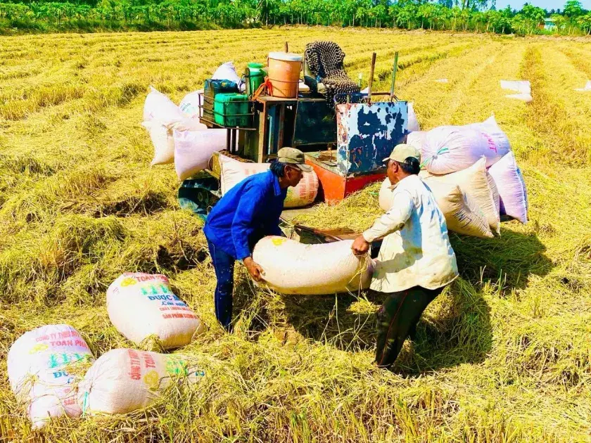 Cần Thơ triển khai đồng bộ các giải pháp giảm tình trạng “được mùa, mất giá”