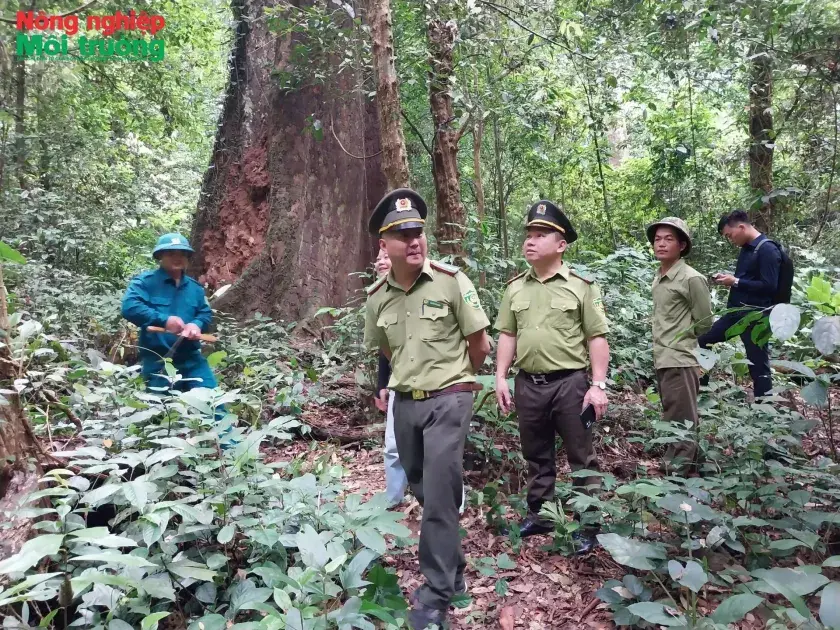 Bài 12: Giữ màu xanh bằng trách nhiệm và lời Bác dạy ở Kiểm lâm Yên Thuỷ
