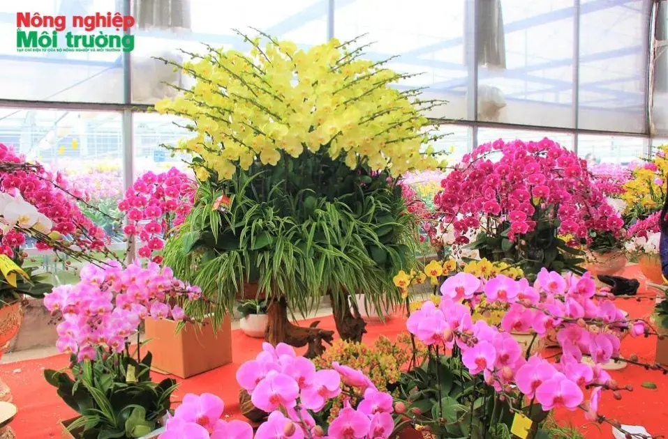 Thủ phủ hoa hối hả hoàn thiện mùa vụ Tết