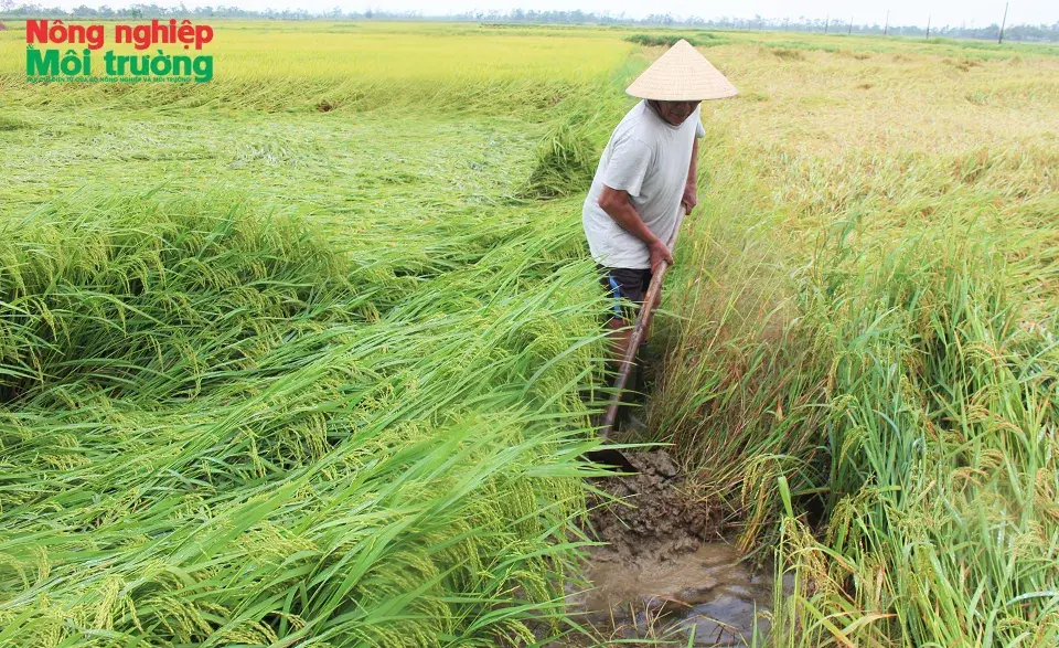 Hà Tĩnh: Dông lốc trong đêm, hàng nghìn ha lúa gục ngã trước mùa gặt