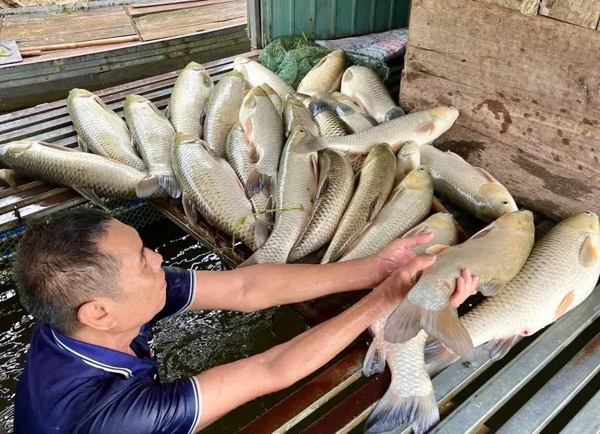 Nghệ An: Cá lồng chết bất thường trên sông Lam, người nuôi bất an