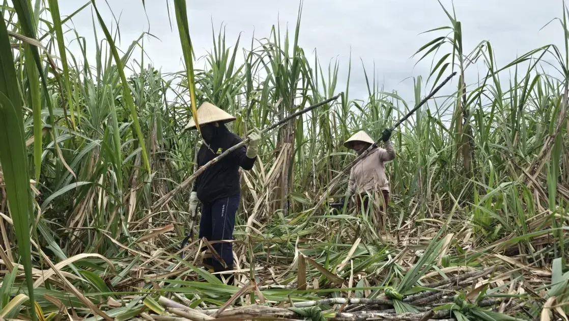 Gia hạn thêm 5 năm thuế chống bán phá giá, chống trợ cấp với đường mía Thái Lan