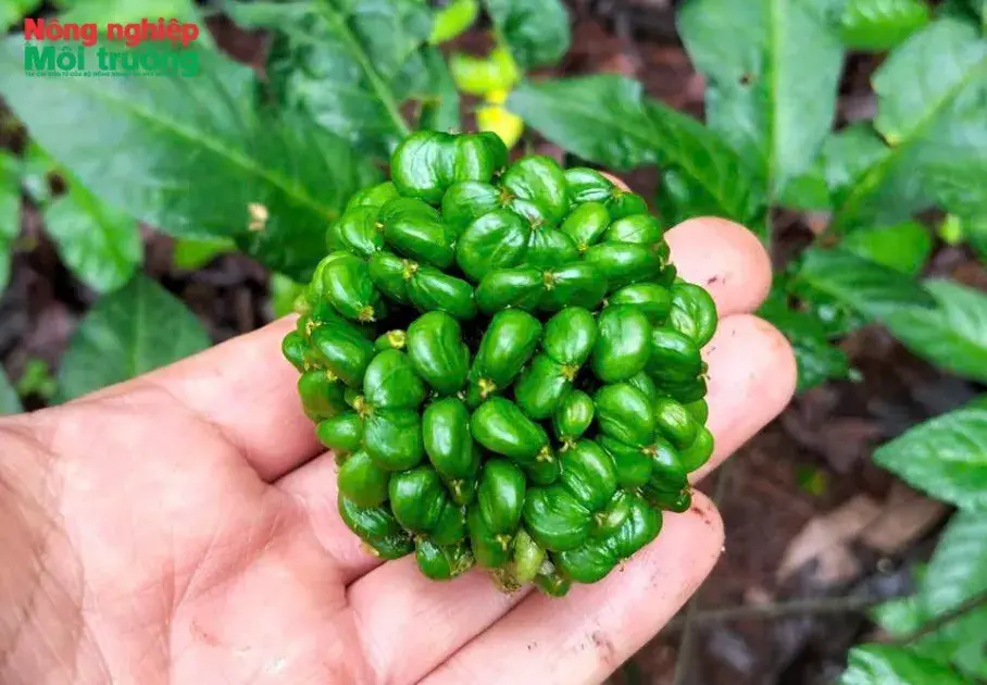 Người mở đường xây dựng chuỗi giá trị Sâm Lai Châu, tạo sinh kế bền vững