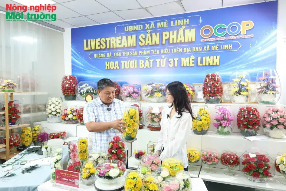 ‘Hoa bất tử’ - sản phẩm OCOP nâng tầm giá trị hoa Mê Linh