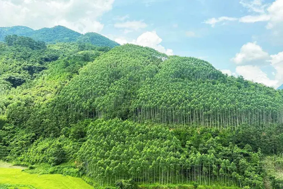 Trong hai tháng đầu năm, diện tích rừng bị thiệt hại giảm gần 67%