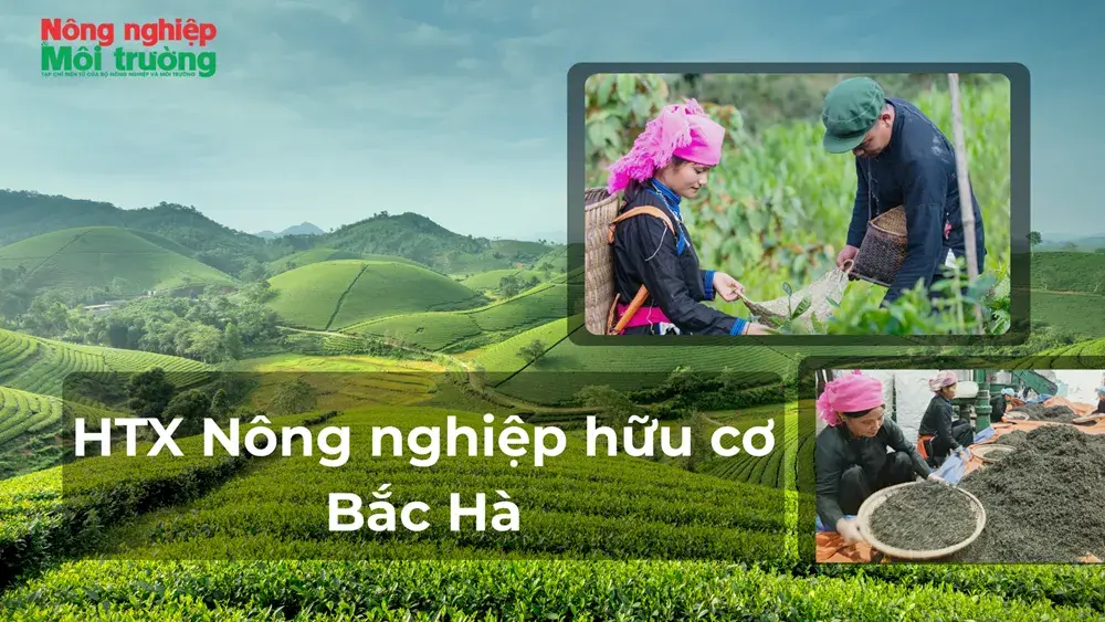 HTX Nông nghiệp hữu cơ Bắc Hà: Chính quyền đồng hành, người dân làm chủ vùng trà hữu cơ