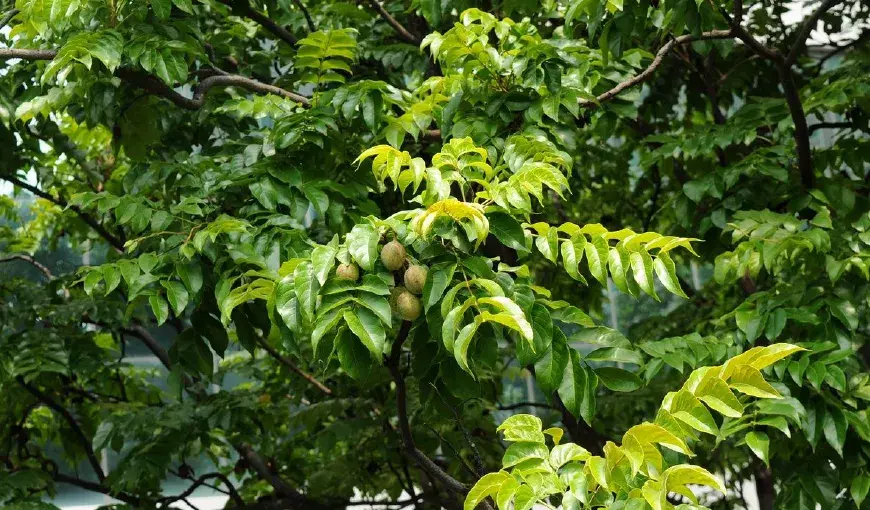 Kết quả tuyển chọn cây trội lát hoa (Chukrasia tabularis A. Juss) tại tỉnh Lạng Sơn