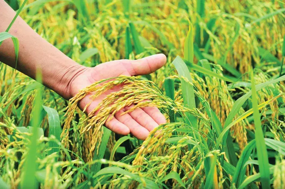 Bộ Tư pháp thẩm định dự thảo sửa đổi, bổ sung một số điều của các nghị định lĩnh vực Nông nghiệp và Môi trường