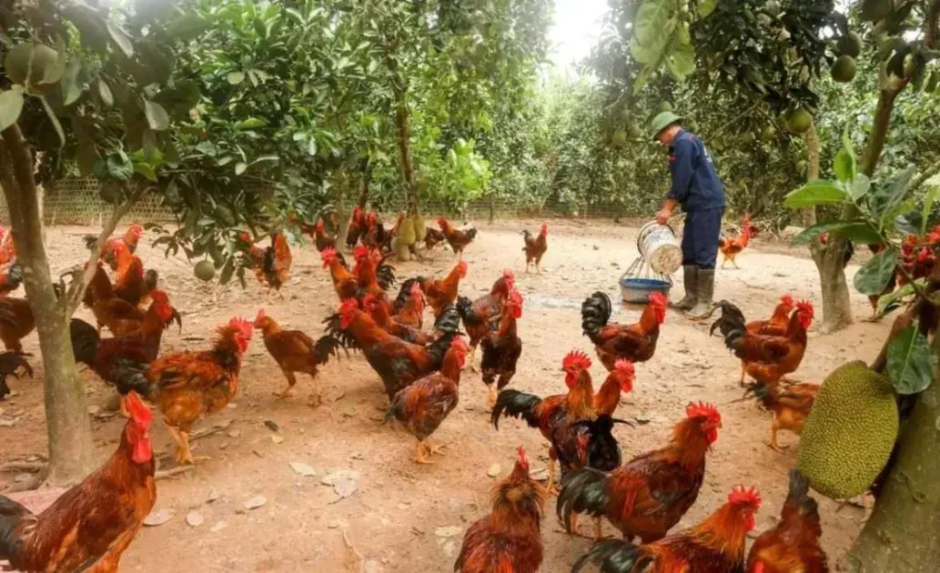 Mô hình chăn nuôi gà thịt bản địa theo hướng hữu cơ và chứng nhận OCOP gắn với liên kết tiêu thụ sản phẩm tại xã Tân Khánh