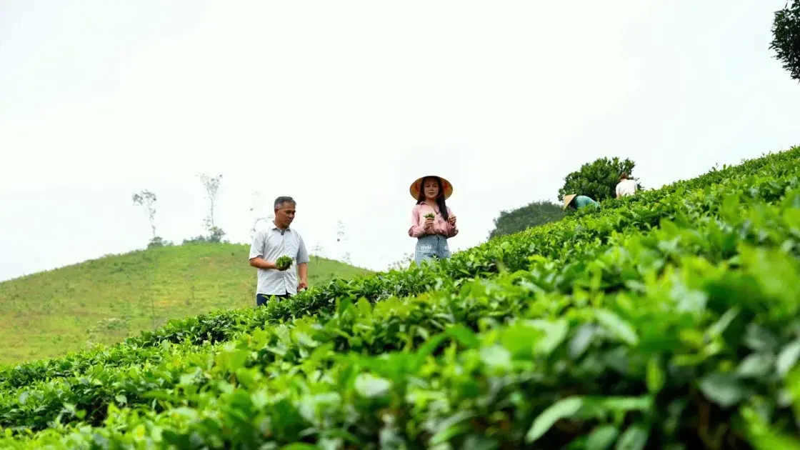 Vùng chè Bình Sơn và khát vọng xây dựng thương hiệu trà xứ Thanh