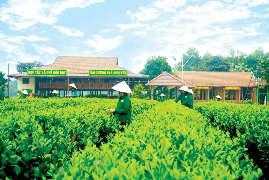 Tâm thế của nông dân và vai trò hợp tác xã trong kỷ nguyên phát triển mới