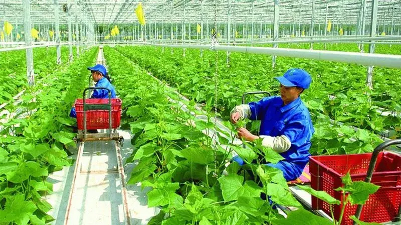 Sản xuất giảm phát thải trong trồng trọt: Đặt nền móng cho nền nông nghiệp xanh và thị trường carbon nông nghiệp