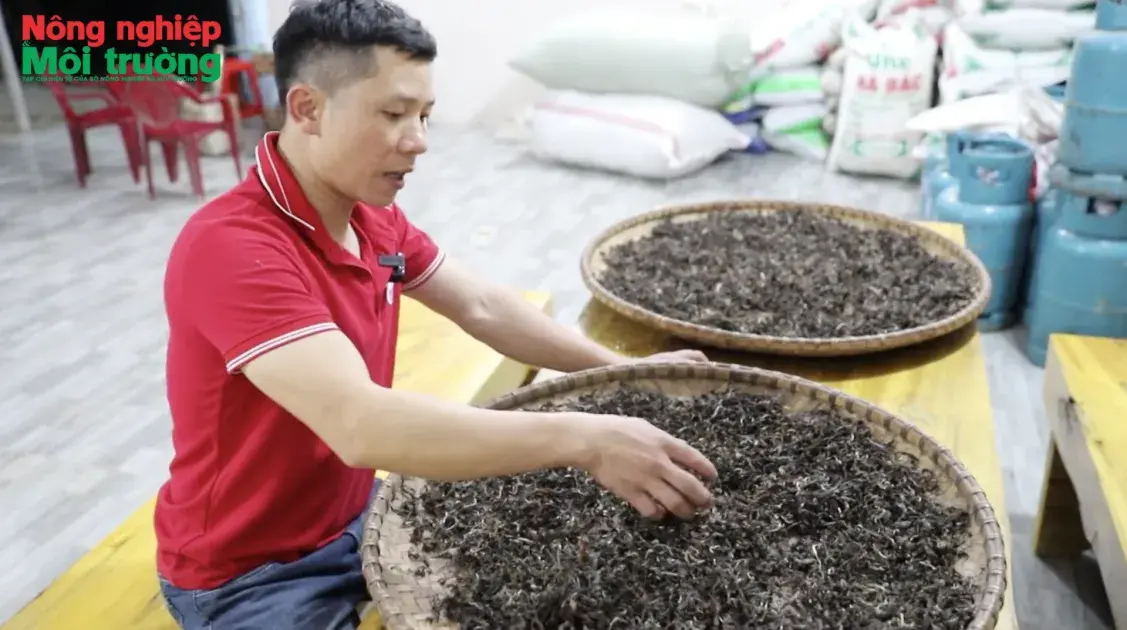 Doanh nghiệp là “đầu tàu” mở lối bứt phá cho chè Shan Tuyết Hồ Thầu