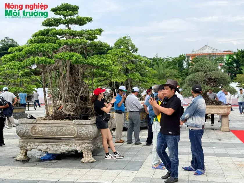Chiêm ngưỡng hơn 500 tuyệt tác bonsai hội tụ ở Quảng Ngãi