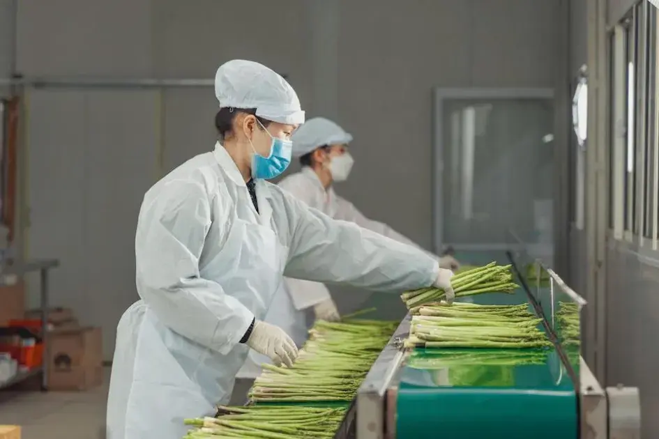 Trang trại Tiên Tiến: “Bệ phóng” đưa măng tây hữu cơ vươn mình trên vùng đất cát