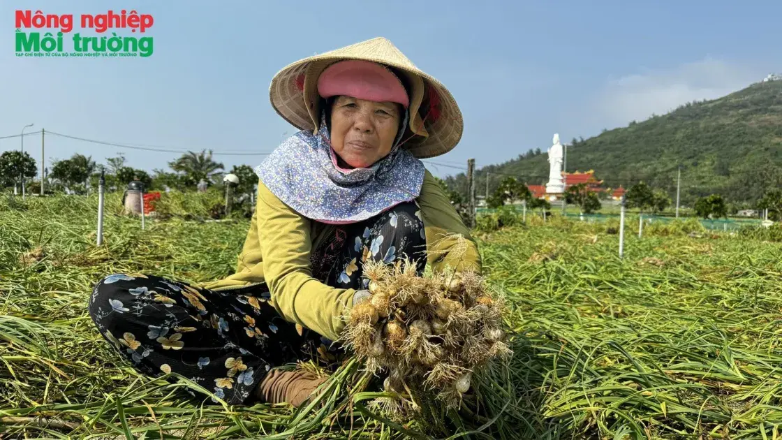 Có một "vương quốc" hành, tỏi ở giữa biển khơi
