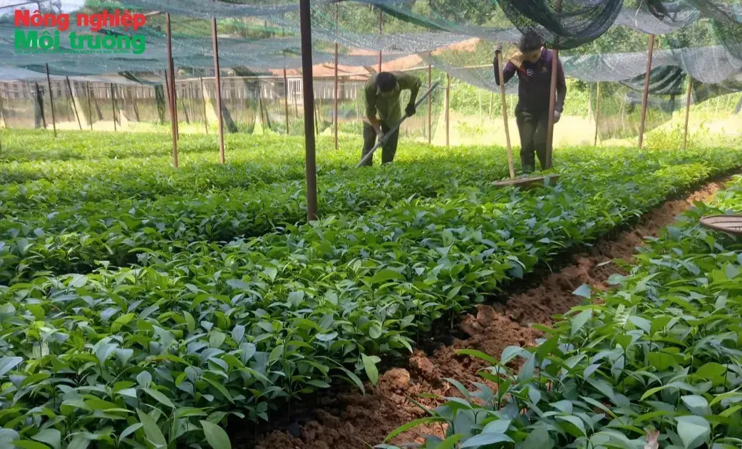 Bài 3: Trồng quế dược liệu hướng tới phát triển lâm nghiệp bền vững