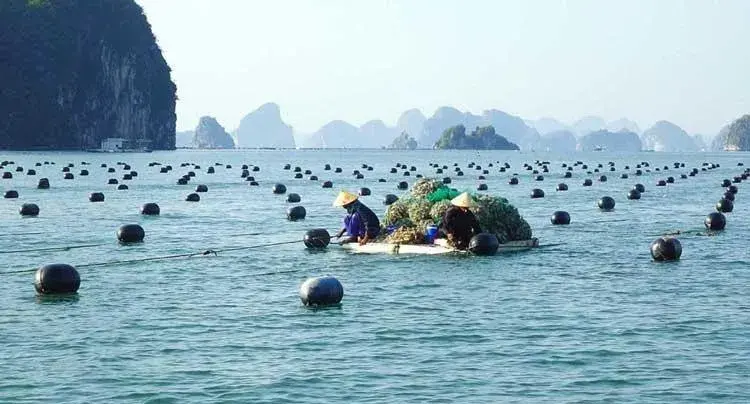 Quảng Ninh duy trì đà tăng trưởng sản lượng thủy sản