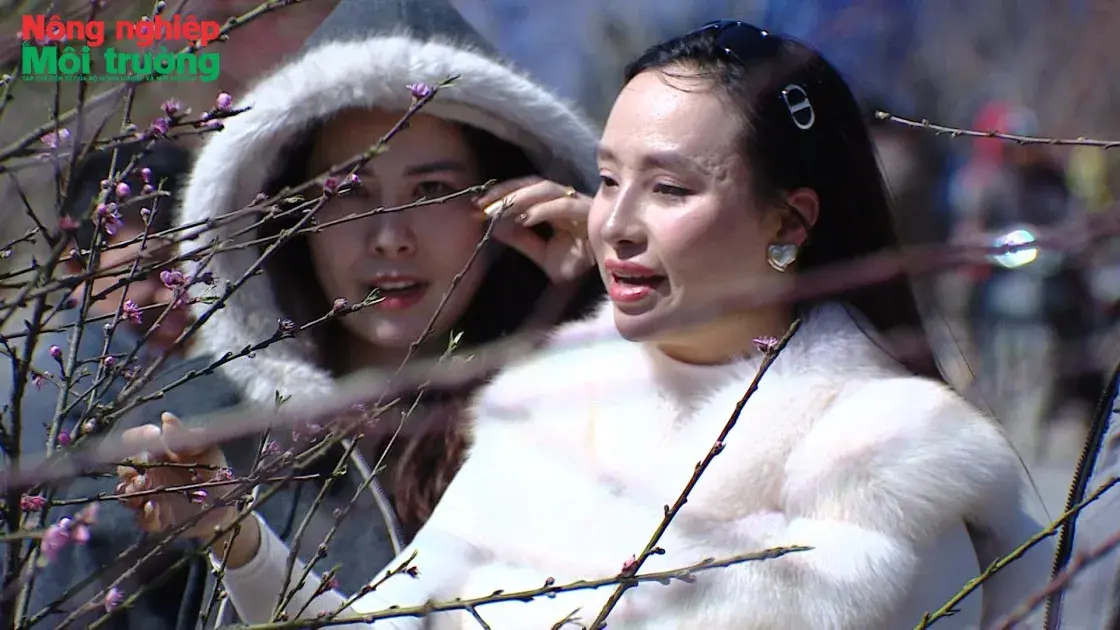 Đào rừng mang sắc xuân rẻo cao xuống phố