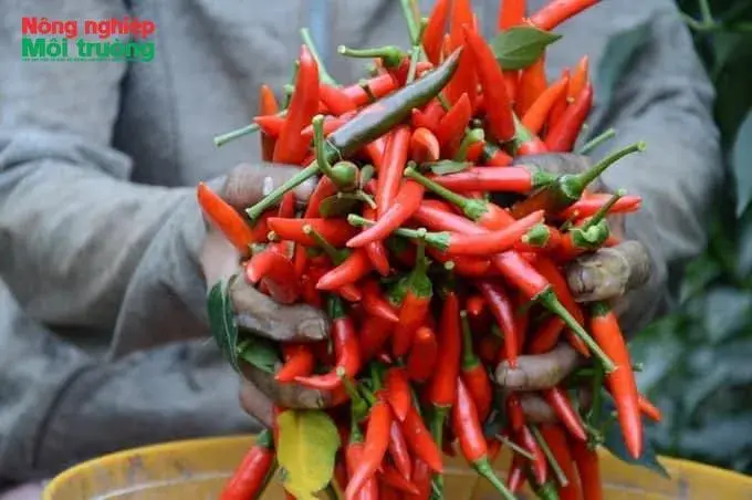 Giá ớt lao dốc, nông dân chật vật xoay xở