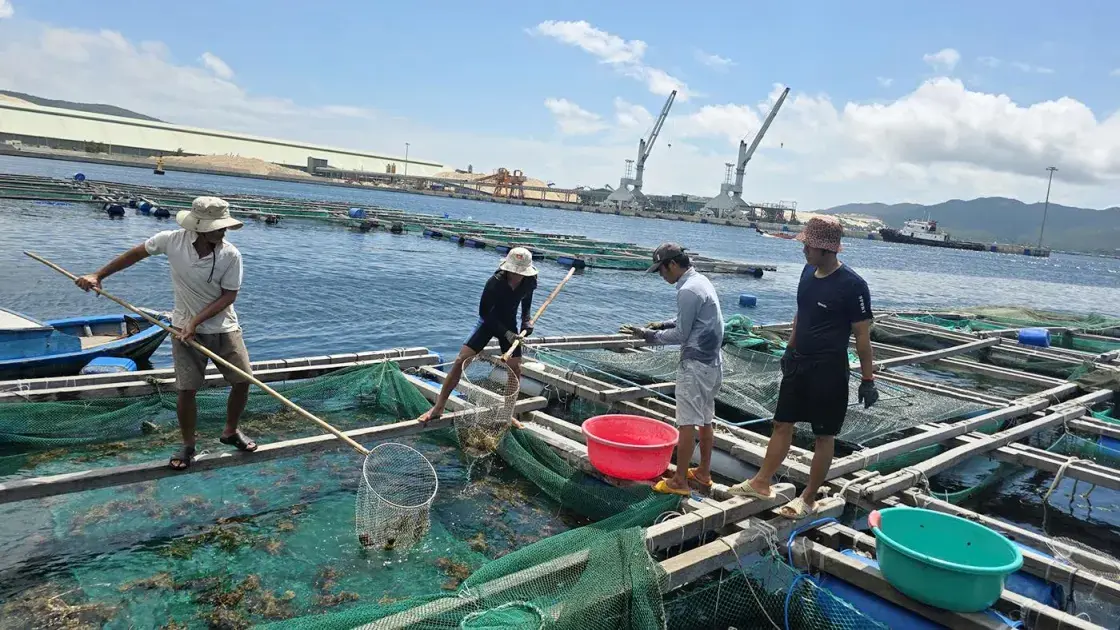 Xuất khẩu tôm hùm tăng 44,1% và những nút thắt cần tháo gỡ