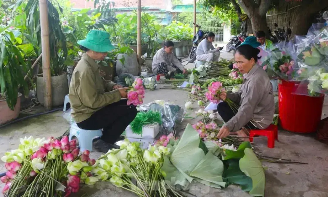 Kinh tế hợp tác trở thành động lực phát triển vùng nông thôn, miền núi