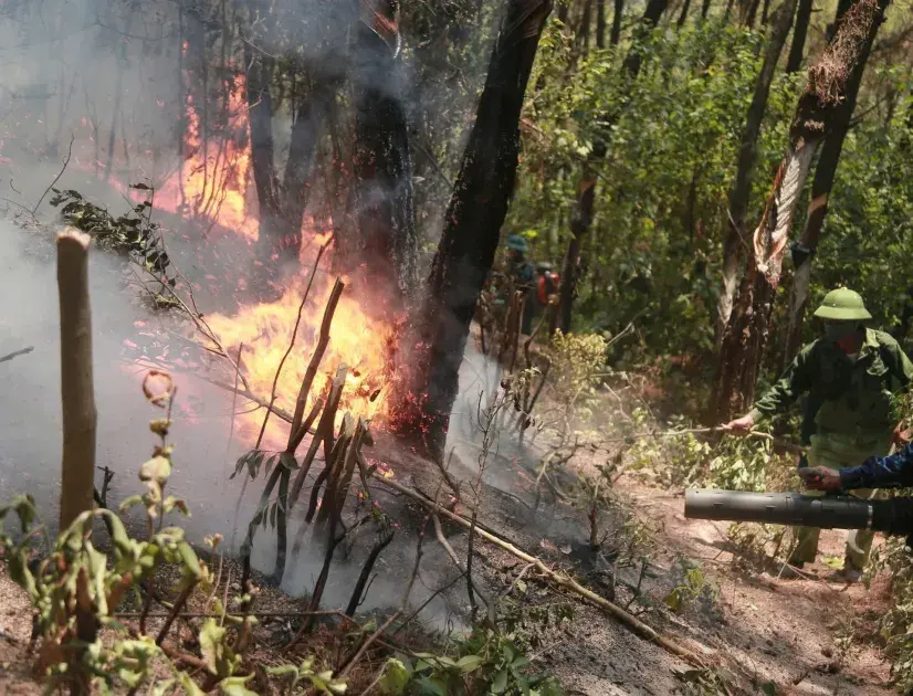 Hà Tĩnh: Nghiêm cấm mọi hoạt động phát sinh lửa trong rừng và ven rừng