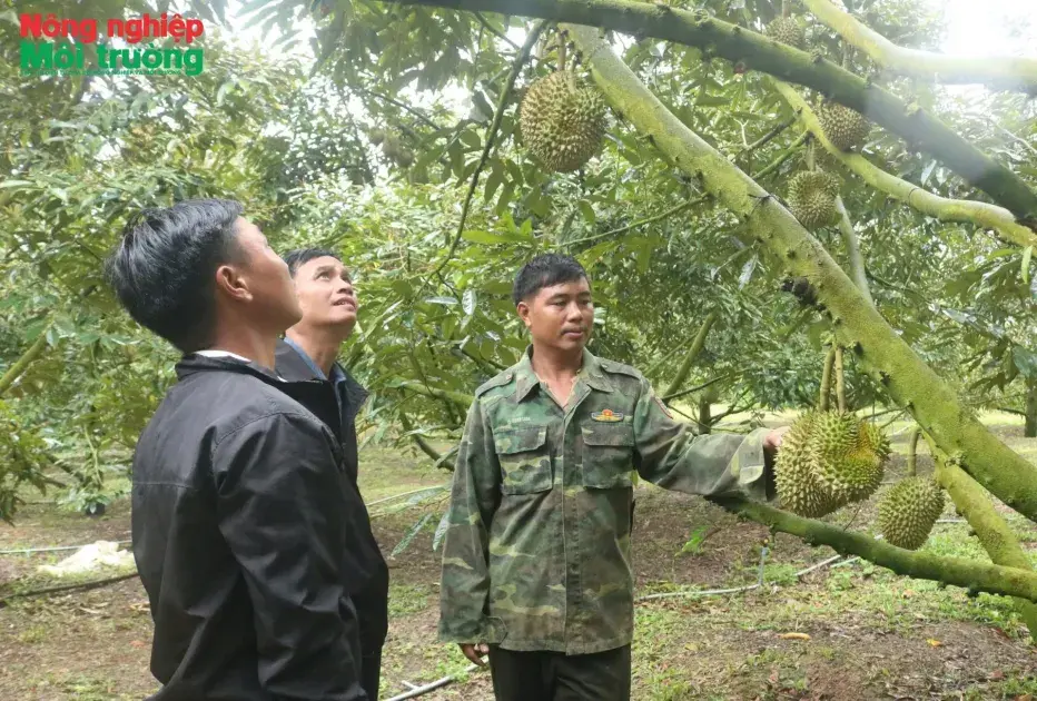 Người dân vùng cao đổi đời nhờ cây sầu riêng
